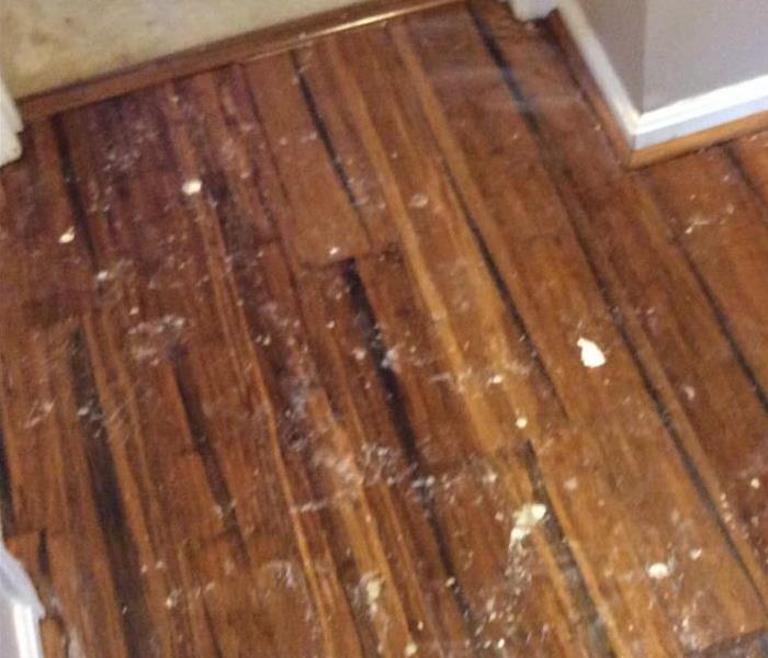 Brown hardwood floor with pieces of drywall on top of it.