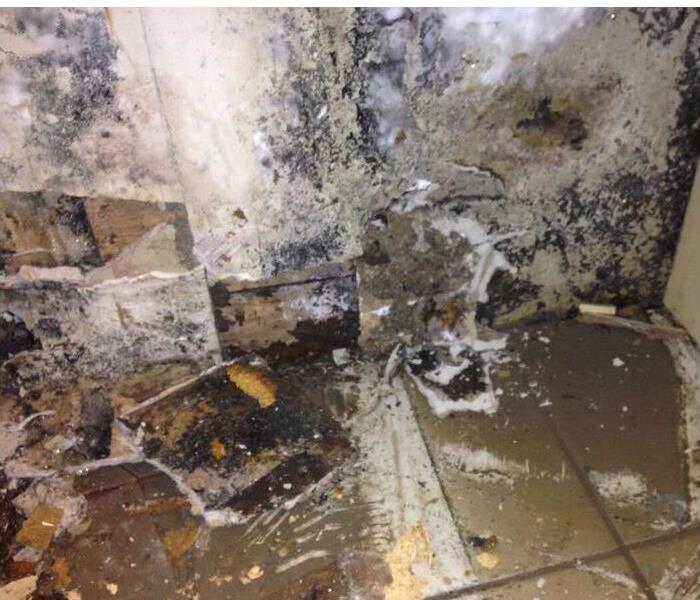 Mold covering a wall and causing the drywall to fall onto the tile
