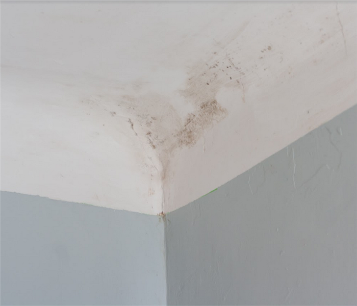 mold growing in the corner of the room on the ceiling and walls
