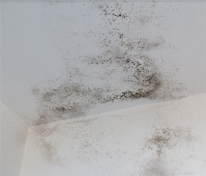 mold growing on the walls in the corner of a room