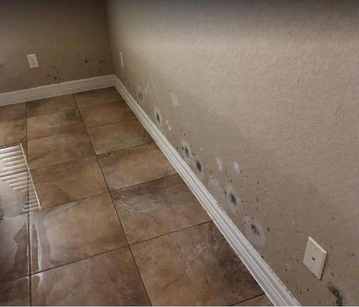 Water puddling on tile floor; mold along baseboard and wall