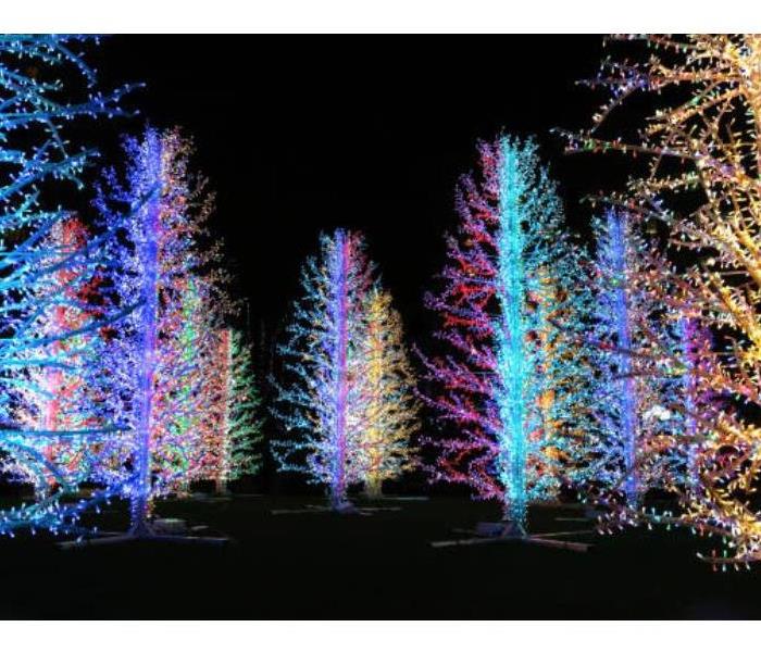 Trees lit up by colorful lights. 