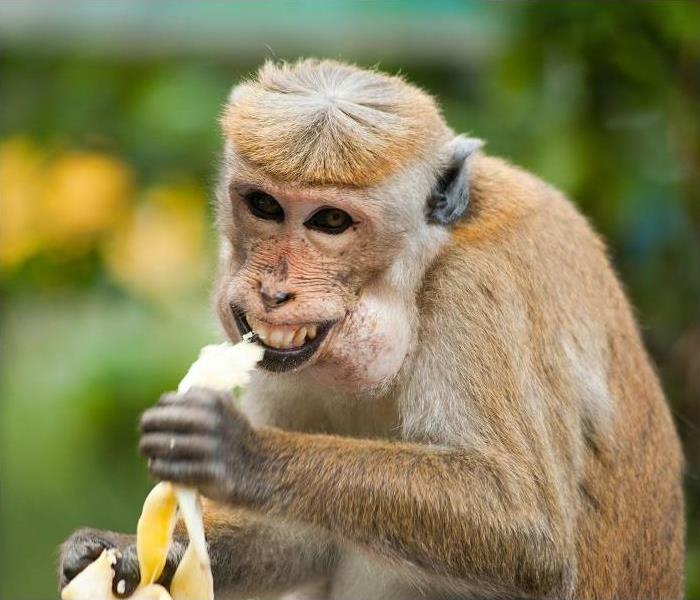 brown monkey eating a banana