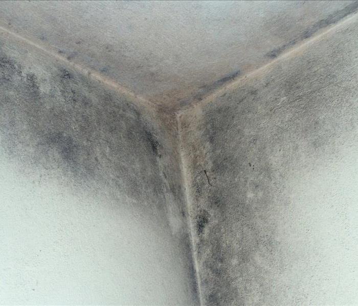 mold growth on walls and ceiling